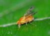 Homoneura sp.